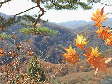 新澳門(mén)最準(zhǔn)最快免費(fèi)的全方位指南，澳門(mén)最新免費(fèi)全方位指南，精準(zhǔn)快速，一網(wǎng)打盡！