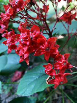 狀元紅網(wǎng)，揭秘4987精準資料的秘密，狀元紅網(wǎng)揭秘，精準資料4987背后的秘密