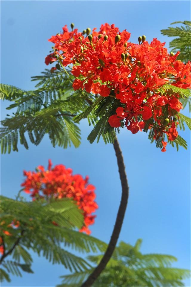 狀元紅，揭秘4987最準(zhǔn)最快的秘密武器，狀元紅，揭秘最準(zhǔn)最快的秘密武器 4987