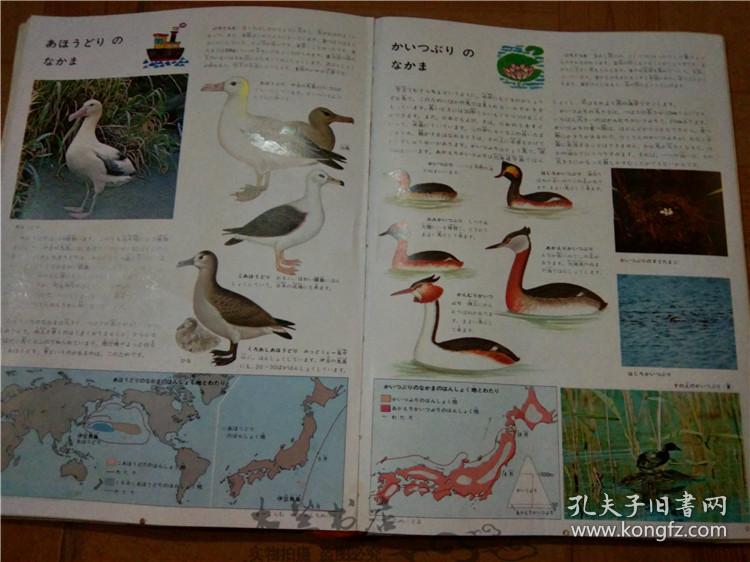 今日正版跑狗圖分享，探索7777788888跑狗圖的魅力，今日正版跑狗圖分享，探索魅力十足的777778跑狗圖