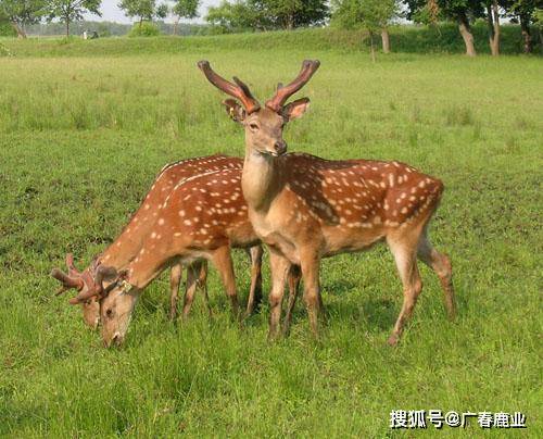 最新版本的6566cc澳彩資料大全介紹及特色功能解析，最新6566cc澳彩資料大全介紹與特色功能深度解析