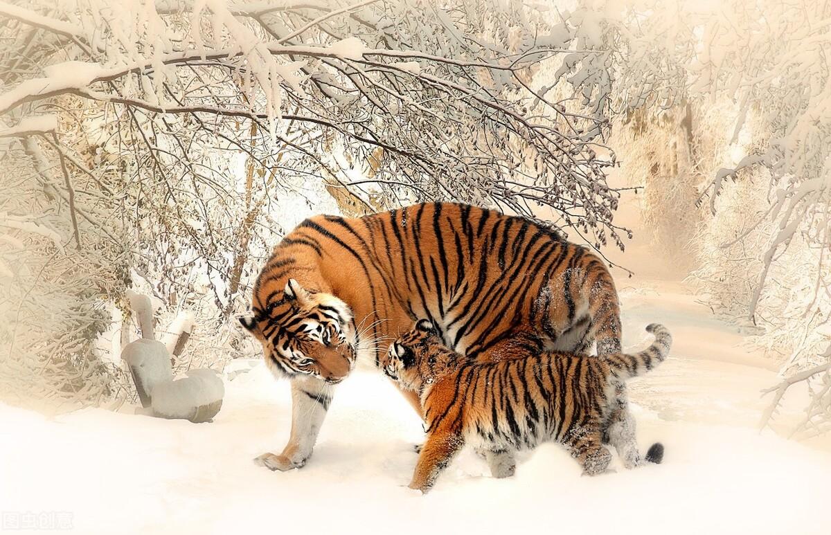 揭秘十二生肖之王，20一肖動物圖王中王，揭秘十二生肖之王，揭秘圖王中的動物之王