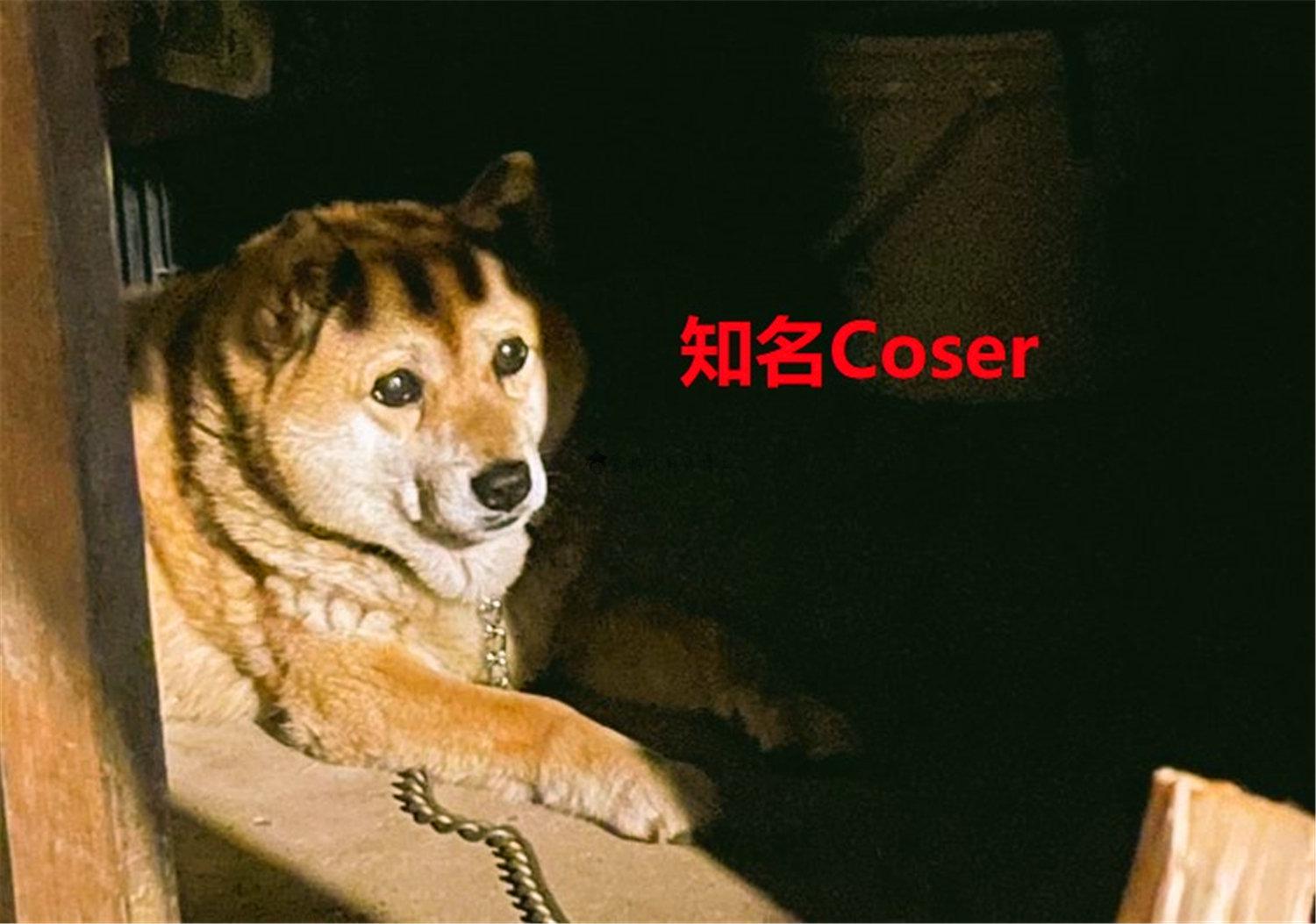 豬狗同行王中王，猜一肖，深度解析與SEO優(yōu)化，豬狗同行王中王猜謎解析與SEO優(yōu)化技巧，深度解析揭秘生肖之謎