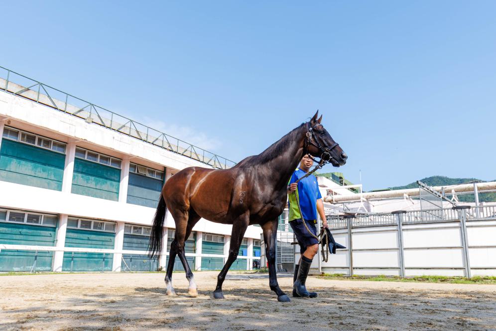 香港賽馬，77777與88888的激情碰撞，香港賽馬盛宴，激情碰撞的77777與88888對決