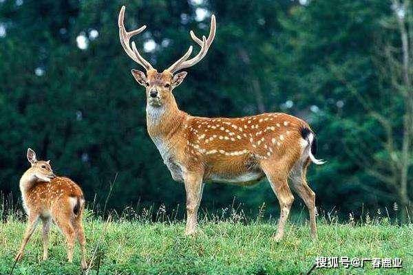 最新版本的6566cc澳彩資料大全介紹與特色功能解析，圖庫升級亮點一覽，最新6566cc澳彩資料大全介紹與特色功能解析，圖庫升級亮點全揭秘