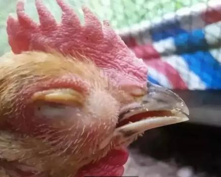 一覺醒來一只眼睛突然腫脹的原因及應對方法，一覺醒來一只眼睛腫脹的原因與應對方法解析