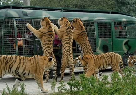 中國十大野生動物園排名