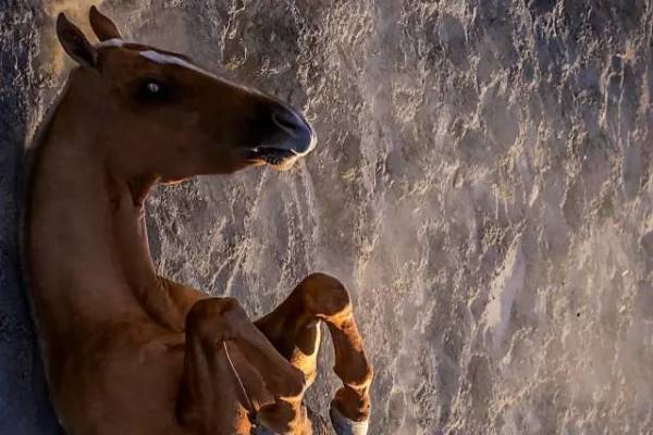 王中王新四不像一肖