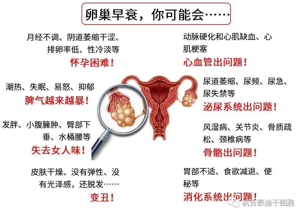 四十歲卵巢早衰能否調(diào)整回來(lái)？解讀卵巢早衰與應(yīng)對(duì)策略，四十歲卵巢早衰能否調(diào)整回來(lái)？解讀卵巢早衰現(xiàn)象及應(yīng)對(duì)策略