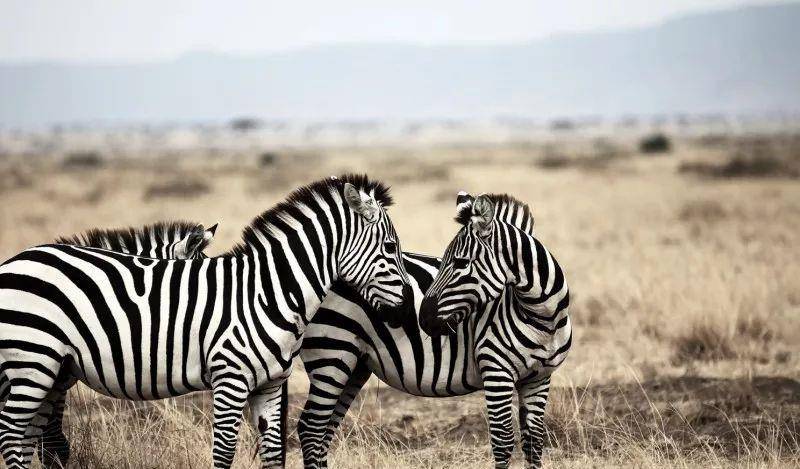 澳門一碼一肖一待一中四不像——揭開神秘面紗下的真相，澳門神秘事件揭秘，一碼一肖一待一中四不像真相探索