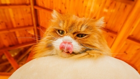 王中王平特一肖全年無錯——揭秘精準(zhǔn)預(yù)測背后的秘密，揭秘王中王平特一肖全年無錯預(yù)測背后的秘密之道