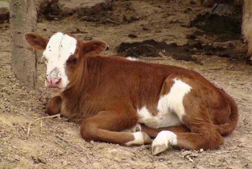 神秘面紗下的真相探索