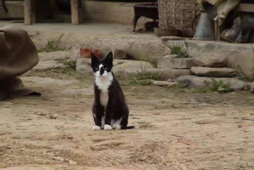 白姐王中王四不像圖一肖