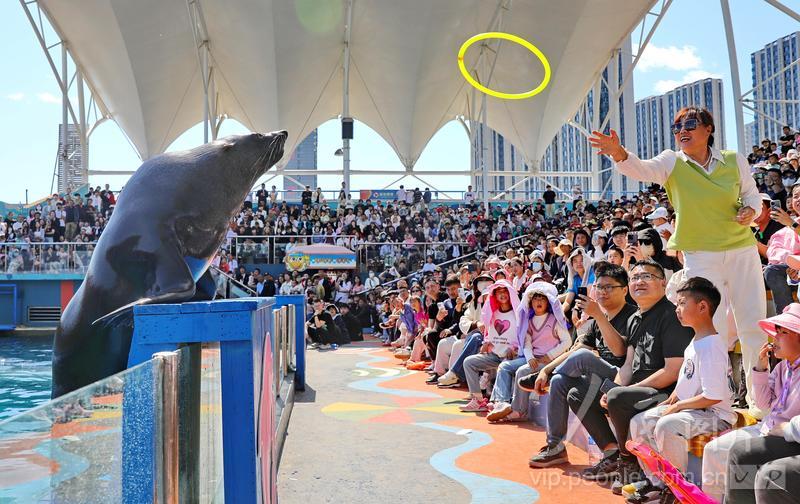 新澳2025今晚開獎結(jié)果揭曉，期待與驚喜并存，新澳2025今晚開獎結(jié)果揭曉，期待與驚喜交織的時刻