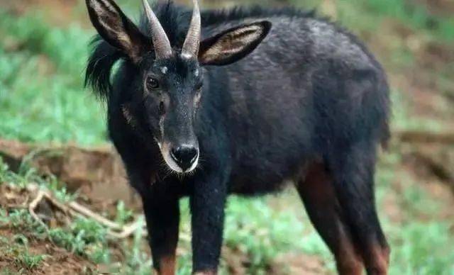 揭秘劉伯溫的四不像猜一肖之謎，劉伯溫四不像猜肖之謎揭秘