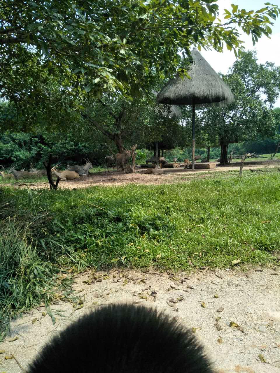長隆野生動物園一日游攻略，探索野生世界的精彩之旅，長隆野生動物園一日游攻略，探索野生世界的精彩探險之旅