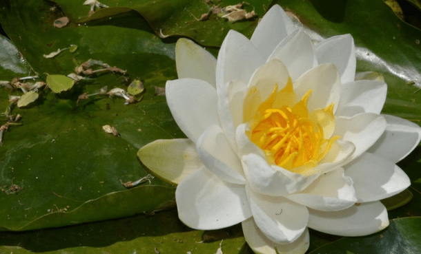 王中王493333www中特馬今晚開獎——探索彩票背后的秘密與策略，彩票背后的秘密與策略探索，王中王493333中特馬今晚開獎揭秘