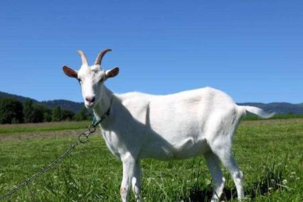 今晚澳門(mén)開(kāi)三肖兔羊蛇，探索生肖運(yùn)勢(shì)與風(fēng)水預(yù)測(cè)的魅力，生肖運(yùn)勢(shì)與風(fēng)水預(yù)測(cè)探索，兔羊蛇今晚在澳門(mén)展現(xiàn)魅力