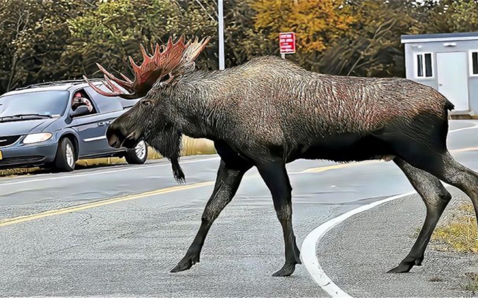 四不像正版資料的探索與解析，四不像正版資料的深度探索與解析