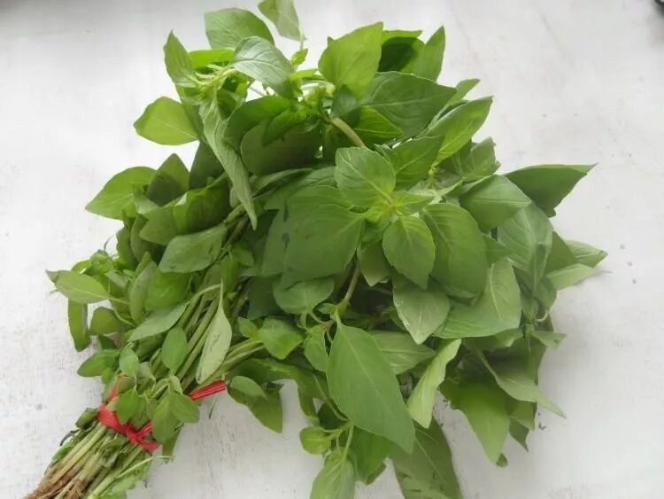 荊芥，一種神秘植物的探索與SEO優(yōu)化，荊芥，神秘植物的探索與SEO優(yōu)化揭秘