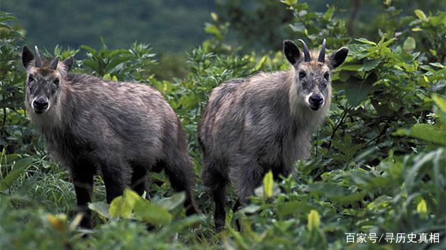 四不像必中一肖，揭秘劉伯溫的預(yù)測智慧，揭秘劉伯溫預(yù)測智慧，四不像必中一肖