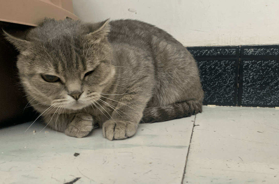 澳門一碼一肖一待一中四不像——揭開神秘面紗下的真相，澳門神秘事件揭秘，一碼一肖一待一中四不像真相探索