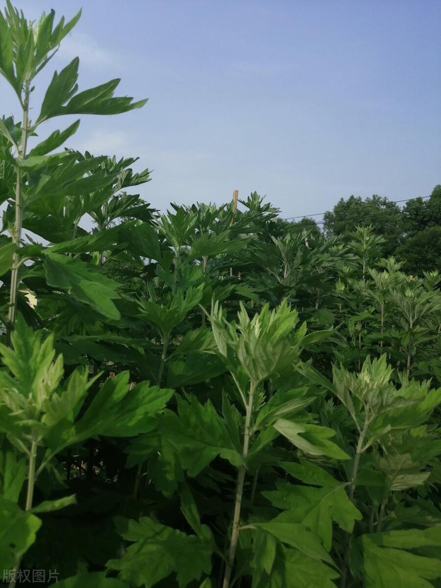 艾葉泡腳，最佳頻率揭秘，一周幾次最佳養(yǎng)生？，艾葉泡腳最佳頻率揭秘，一周幾次最養(yǎng)生？