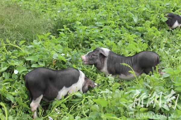 花豬王中王平特一肖，深度解析與SEO優(yōu)化策略，花豬王中王平特一肖，深度解析及SEO優(yōu)化策略探討