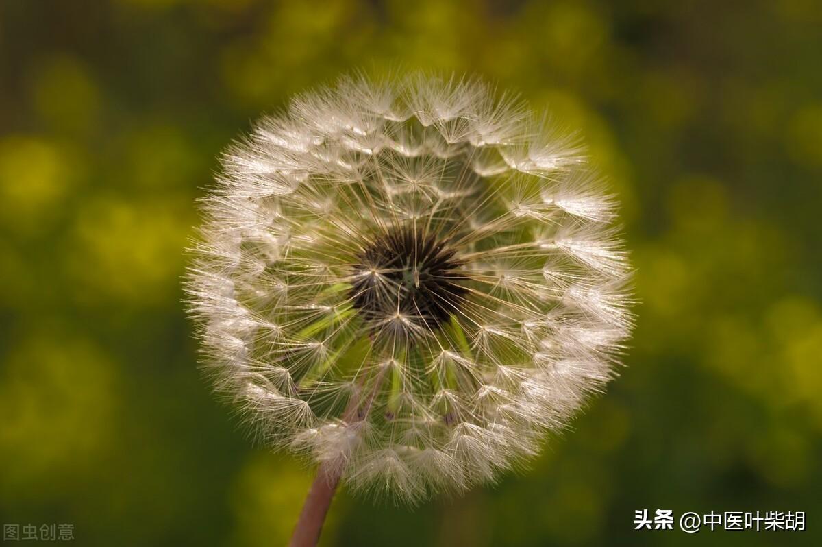 馬齒莧治療前列腺的神奇效果，古老草本的現(xiàn)代醫(yī)學(xué)奇跡，馬齒莧治療前列腺，古老草本展現(xiàn)現(xiàn)代醫(yī)學(xué)奇跡